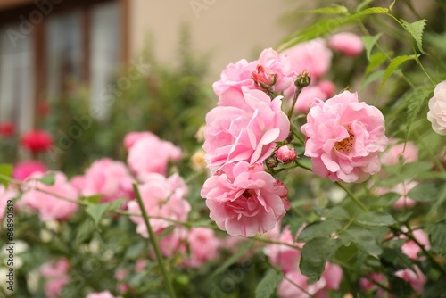 Beautiful pink roses blooming outdoors on spring day, closeup