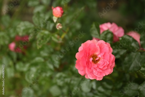 Beautiful pink roses blooming outdoors on spring day, closeup