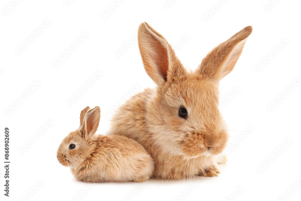 Mother rabbit and baby bunny isolated on white Mother rabbit and baby bunny isolated on white