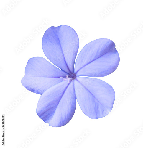  White plumbago or Cape leadwort flowers. Close up blue-purple small flowers isolated on transparent background.