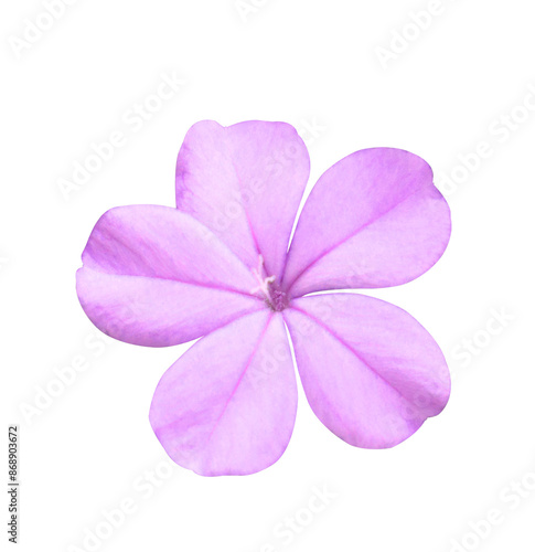 Konstfotografi White plumbago or Cape leadwort flowers