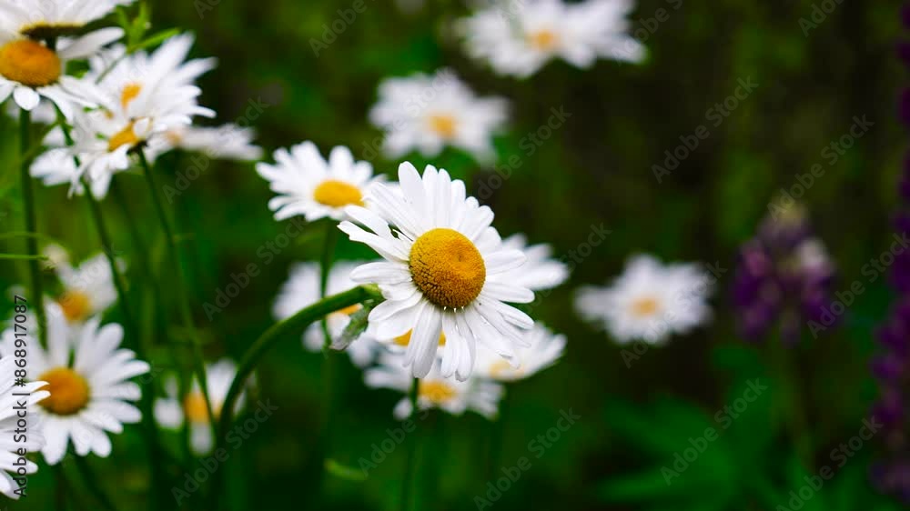 Countryside meadow with blooming common daisy flowers, Czech Republic Countryside meadow with blooming common daisy flowers, Czech Republic