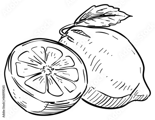 lemon handdrawn illustration