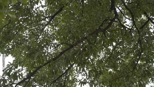 Nature, Tree