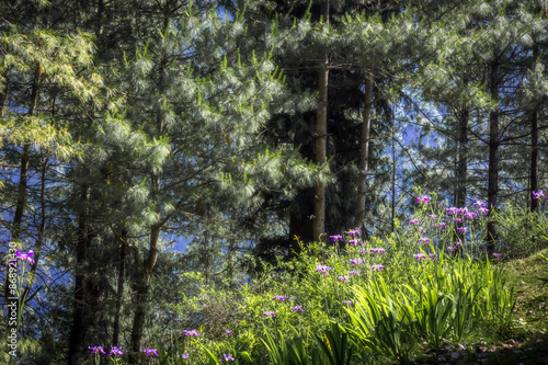 Alpine mountain scape with Iris flowers in a small meadow surrounds the Great Himalayan National Park, a UNESCO World Heritage site, in Kullu district Himachal Pradesh, India.