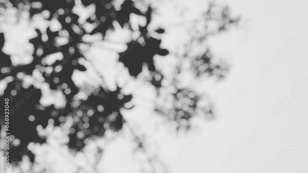tree branch and leaf shadow animation on white background tree branch and leaf shadow animation on white background