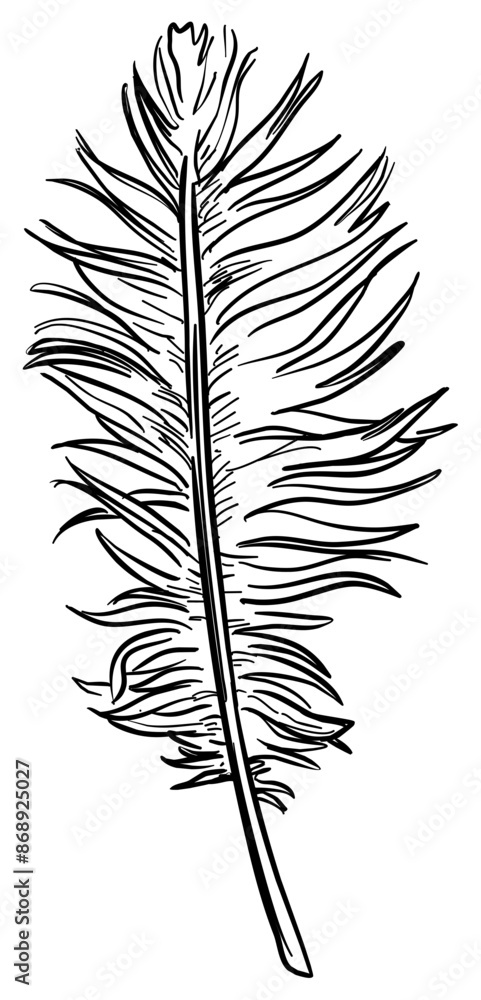 Obraz premium feather handdrawn illustration