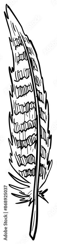 Obraz premium feather handdrawn illustration
