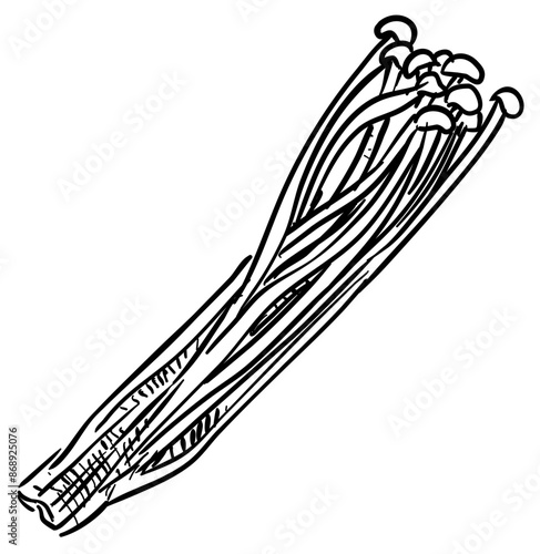 mushroom handdrawn illustration