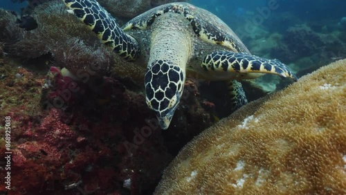 Sea Turtle Eating Coral