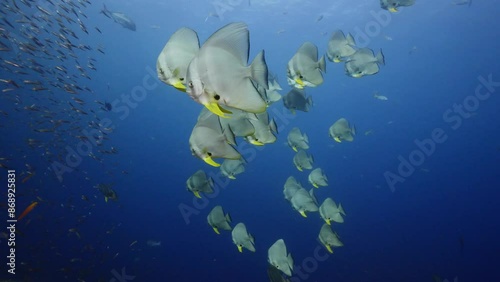 School of Batfish Blue water at Andaman Sea