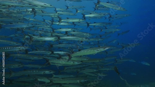 school of Barracuda at Andaman sea, Thailand