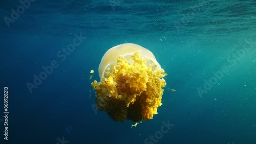 Jelly fish moving at Deep blue