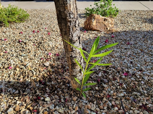 Trunk of Nerium oleander covered in gray crusty bark with a green offshoots at its base