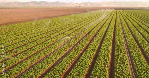Drone shot of green romaine field been watered in early morning panning left to right