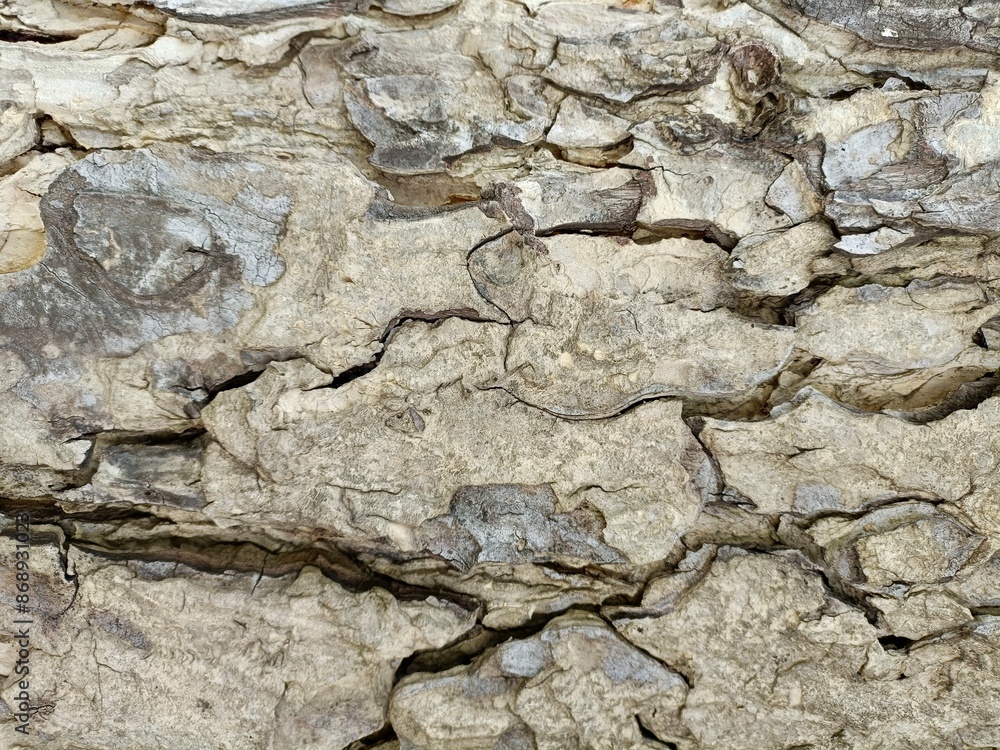 Naklejka premium Bark wood natural background