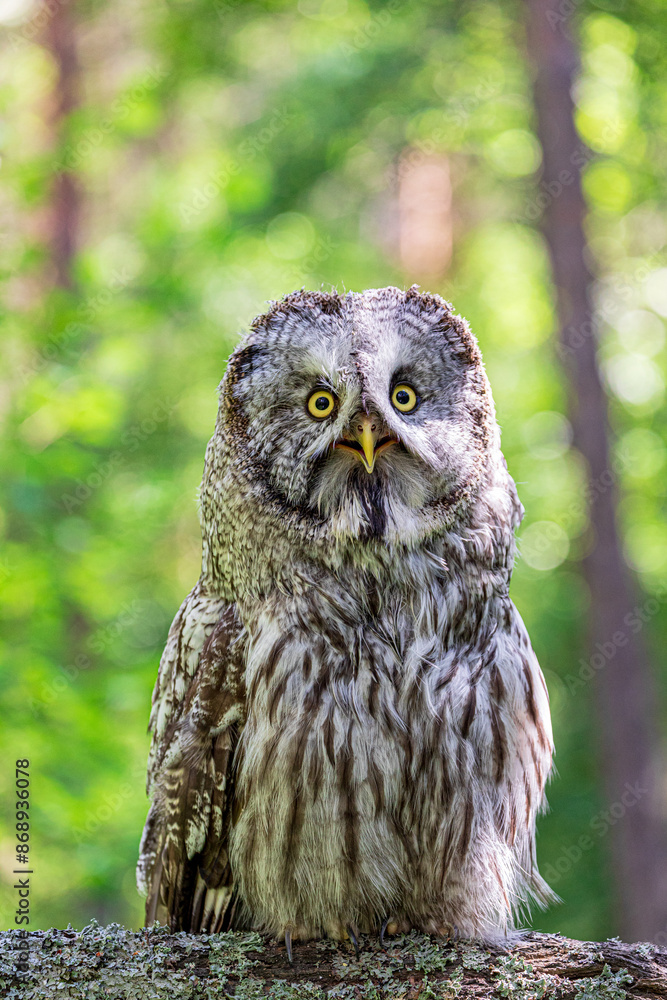 Great grey owl (Strix nebulosa) on a blurry summer greenery. Cute baby owl. Copy space. Concepts of wisdom, funny pet, amulet, summer time, vacation, circadian rhythms, vision, biological illustration Great grey owl (Strix nebulosa) on a blurry summer greenery. Cute baby owl. Copy space. Concepts of wisdom, funny pet, amulet, summer time, vacation, circadian rhythms, vision, biological illustration