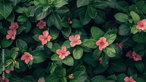 Fresh green leaves supporting pink flowers in photo