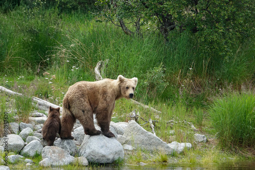 Mom and Cub Grizzy Bears