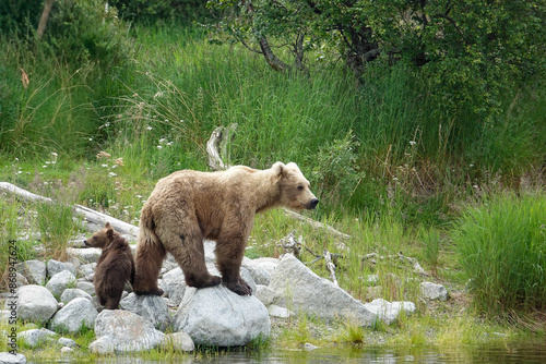 Mom and Baby Grizzly Bears