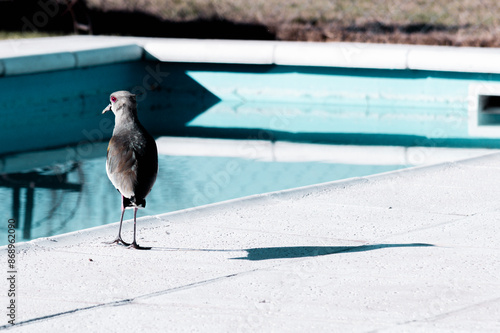 close-up of tero at the edge of a pool with blurred background