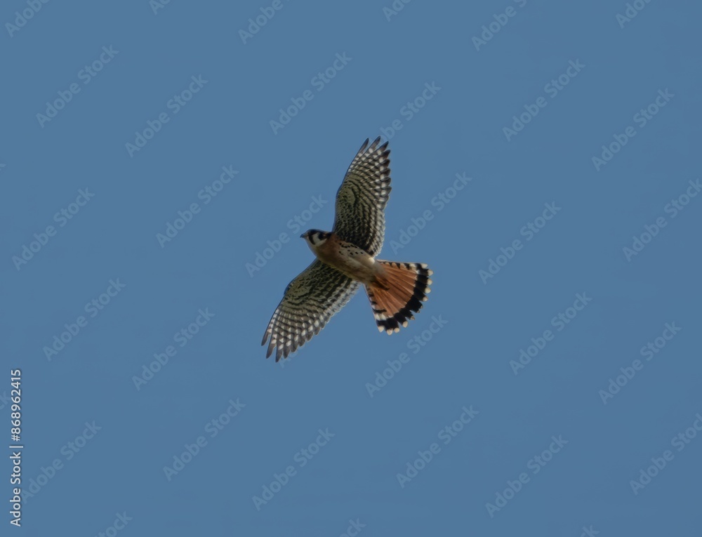 American Kestral American Kestral