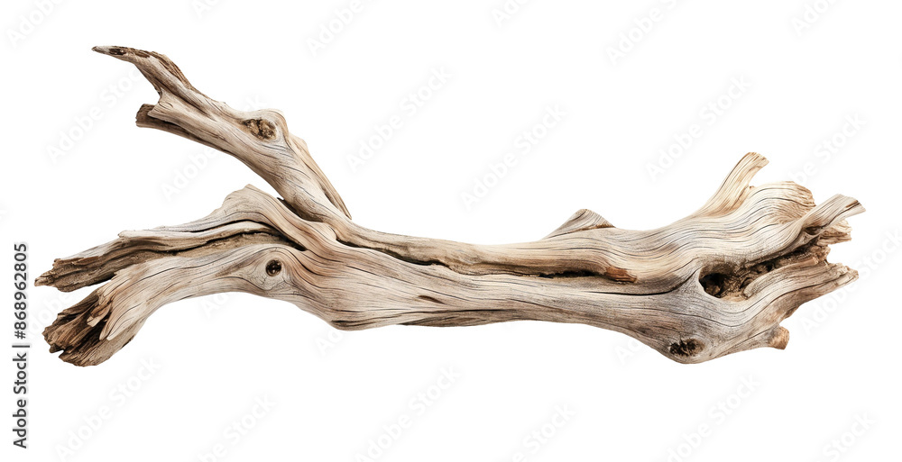 Dried dead tree trunk. Weathered driftwood cut out Dried dead tree trunk. Weathered driftwood cut out