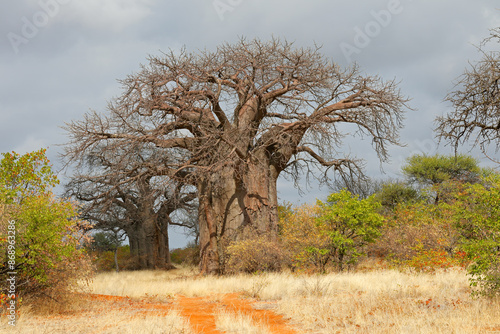 Large baobab trees in mopane savanna during the dry season, Limpopo province, South Africa. photo