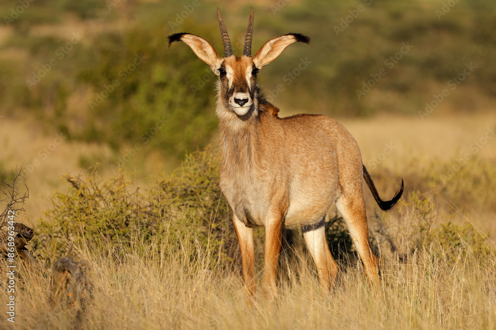 A rare roan antelope (Hippotragus equinus) in natural habitat, Mokala National Park, South Africa. A rare roan antelope (Hippotragus equinus) in natural habitat, Mokala National Park, South Africa.