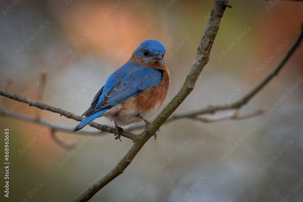 Eastern Bluebird Eastern Bluebird