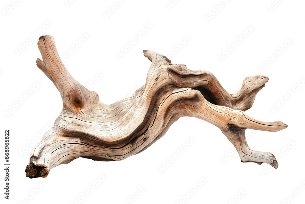 Dried dead tree trunk. Weathered driftwood cut out Dried dead tree trunk. Weathered driftwood cut out