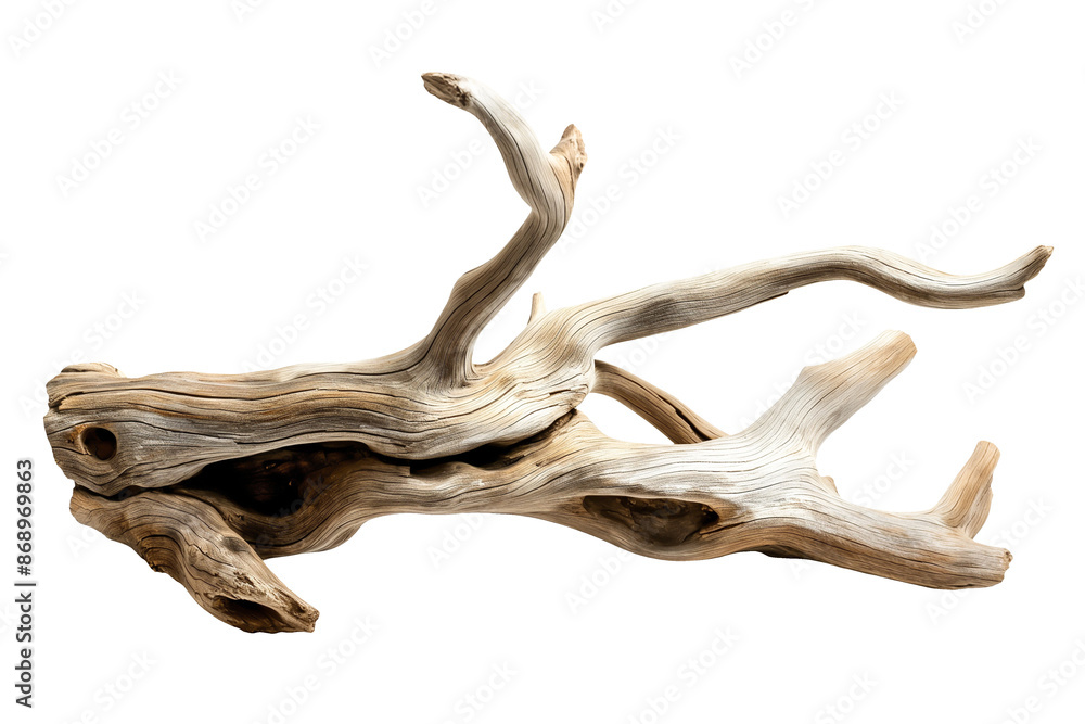 Dried dead tree branch. Weathered driftwood cut out Dried dead tree branch. Weathered driftwood cut out