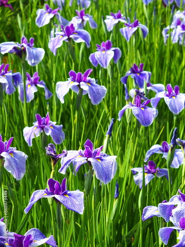 初夏の菖蒲田に咲く紫の花菖蒲