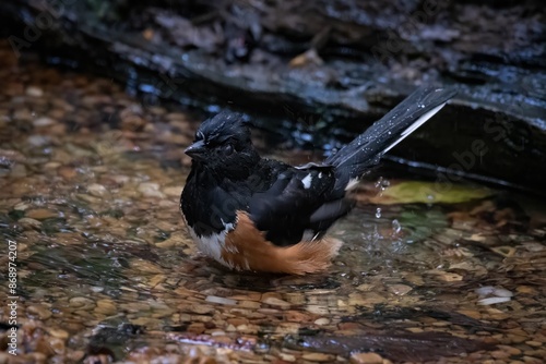 Eastern Towhee photo