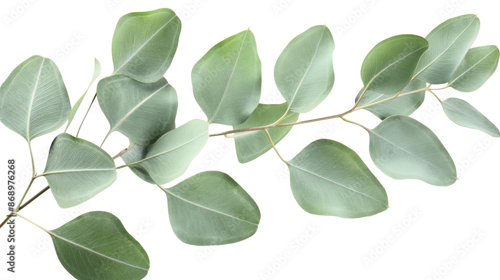 A green leafy plant with a long stem isolated on a white background A green leafy plant with a long stem isolated on a white background