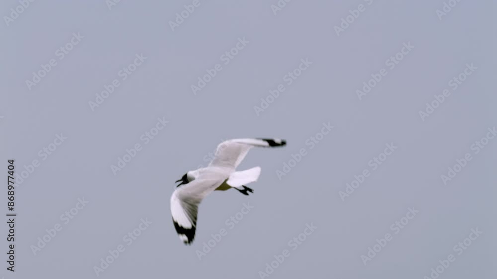 Black-headed seagull flying above the murky estuarine waters in a coastal area located in Samut Prakan province in Thailand. Black-headed seagull flying above the murky estuarine waters in a coastal area located in Samut Prakan province in Thailand.