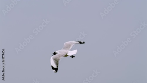 Black-headed seagull flying above the murky estuarine waters in a coastal area located in Samut Prakan province in Thailand. photo