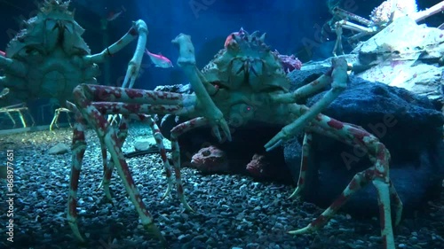 The Japanese giant spider crab walking sideways underwater. 4K