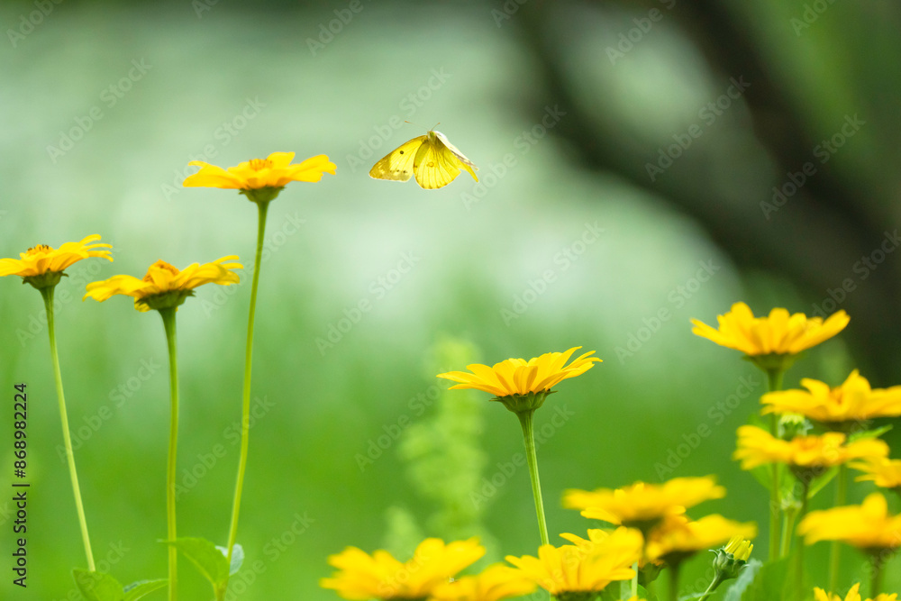 Fototapeta premium 黄色い花の咲く花畑で蜜を求めて飛ぶ蝶々