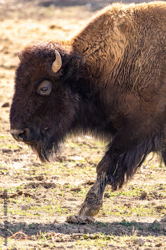 A closeup photo of an American Bison in Zion National Parks Utah landscape highlights the beauty of the natural world. The majestic creature stands out in the picturesque setting A closeup photo of an American Bison in Zion National Parks Utah landscape highlights the beauty of the natural world. The majestic creature stands out in the picturesque setting
