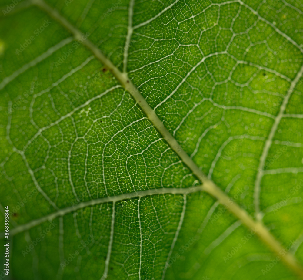 Beautiful close-up of fresh green oak tree leaf during summer day. Natural, sunny woodlands scenery in Latvia, Northern Europe. Beautiful close-up of fresh green oak tree leaf during summer day. Natural, sunny woodlands scenery in Latvia, Northern Europe.