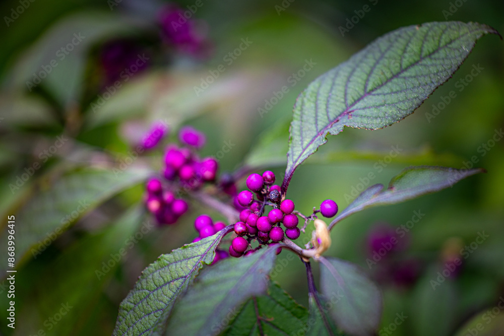 Beautiful bush branches with red berries. Outdoors scenery of park in autumn. Beautiful bush branches with red berries. Outdoors scenery of park in autumn.