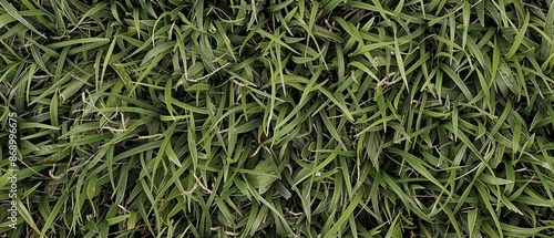 Panoramic close-up, high detail scan of bahiagrass material, Generative AI photo