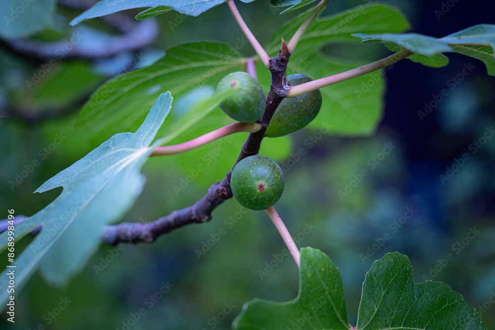 Beautiful fig thee branches with leaves and green fruit. Autumn scenery in park. Beautiful fig thee branches with leaves and green fruit. Autumn scenery in park.