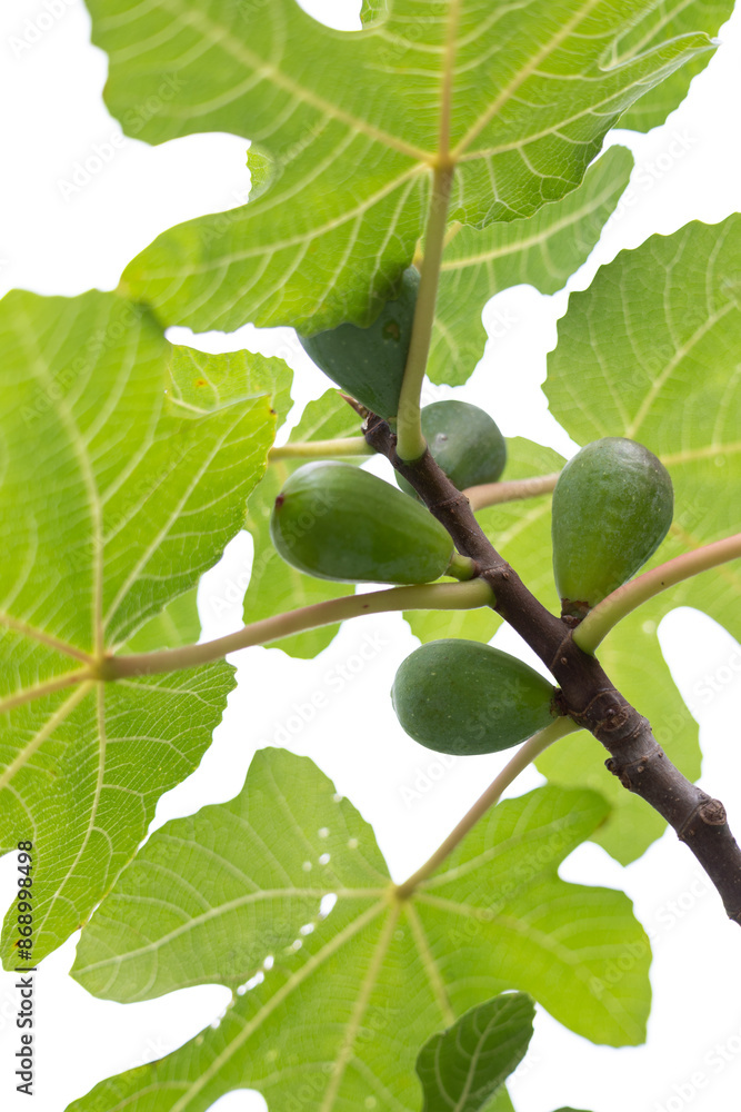 Beautiful fig thee branches with leaves and green fruit. Autumn scenery in park. Beautiful fig thee branches with leaves and green fruit. Autumn scenery in park.