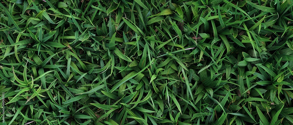 Panoramic close-up, high detail scan of zoysia grass material, Generative AI Panoramic close-up, high detail scan of zoysia grass material, Generative AI