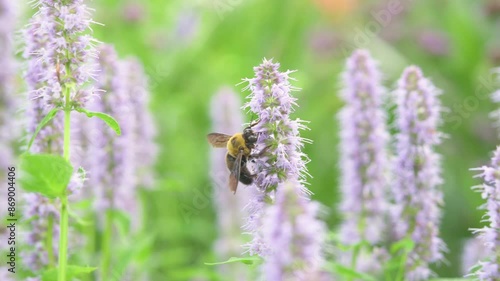 Carpenter bee sucking nectar from purple flowers of agastache.