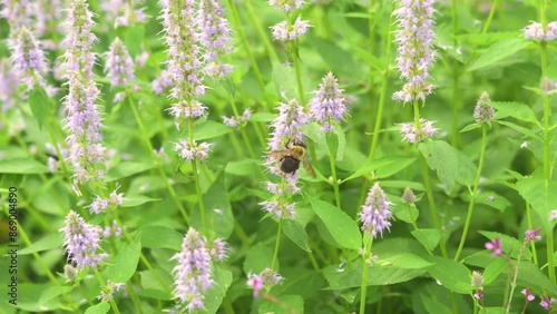 Carpenter bee sucking nectar from purple flowers of agastache.