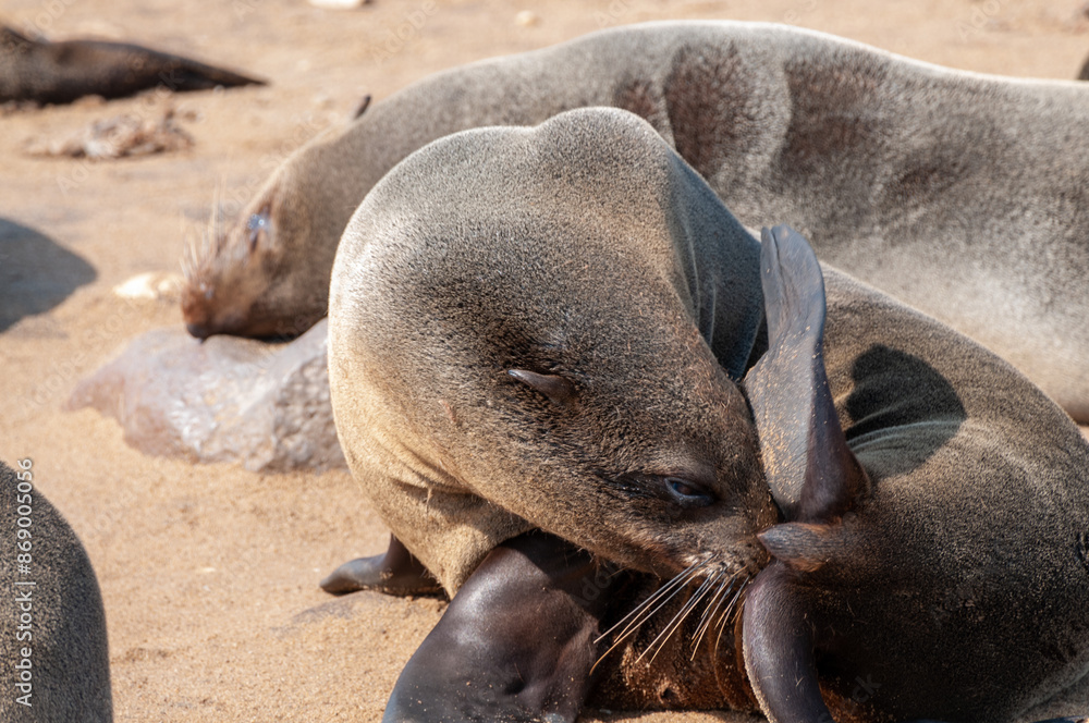 Fototapeta premium Detail of the seal colony at Cape Cross, off the skeleton coast of Namibia.