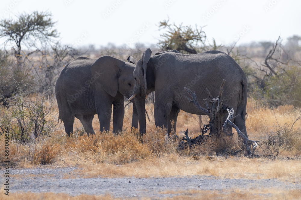 Fototapeta premium Two African Elephants -Loxodonta Africana- fighting each other in Etosha National Park, Namibia.